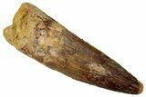 Fossil Spinosaurus Tooth - Real Dinosaur Tooth #329631-1